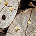 focus stacking